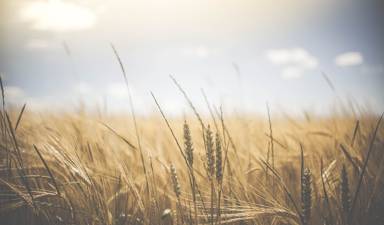 Eco-Friendly Farming - Its Necessity and Impact on The Environment